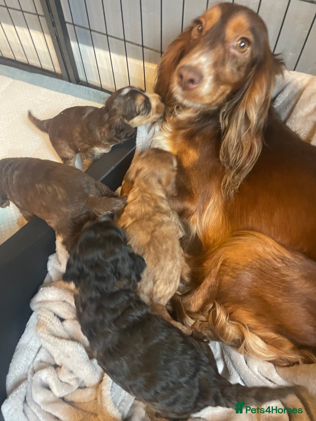Cockapoo dogs for sale: Stunning sable cockapoos  - Advert 6