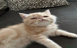 Exotic cats for sale: Last one Gorgeous Exotic boy ready now  - Image 10