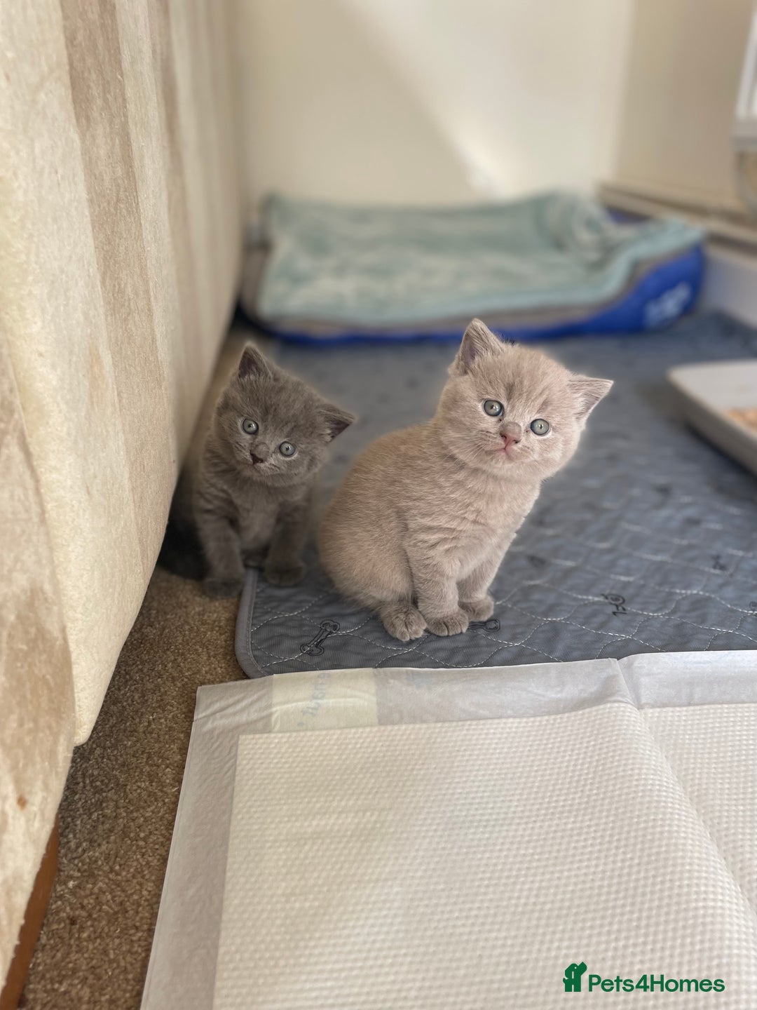 Russian Blue cats for sale: Gorgeous Russian blue/British Shorthair kittens - Advert 7