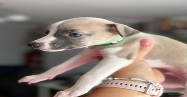 Whippet dogs - Advert 1