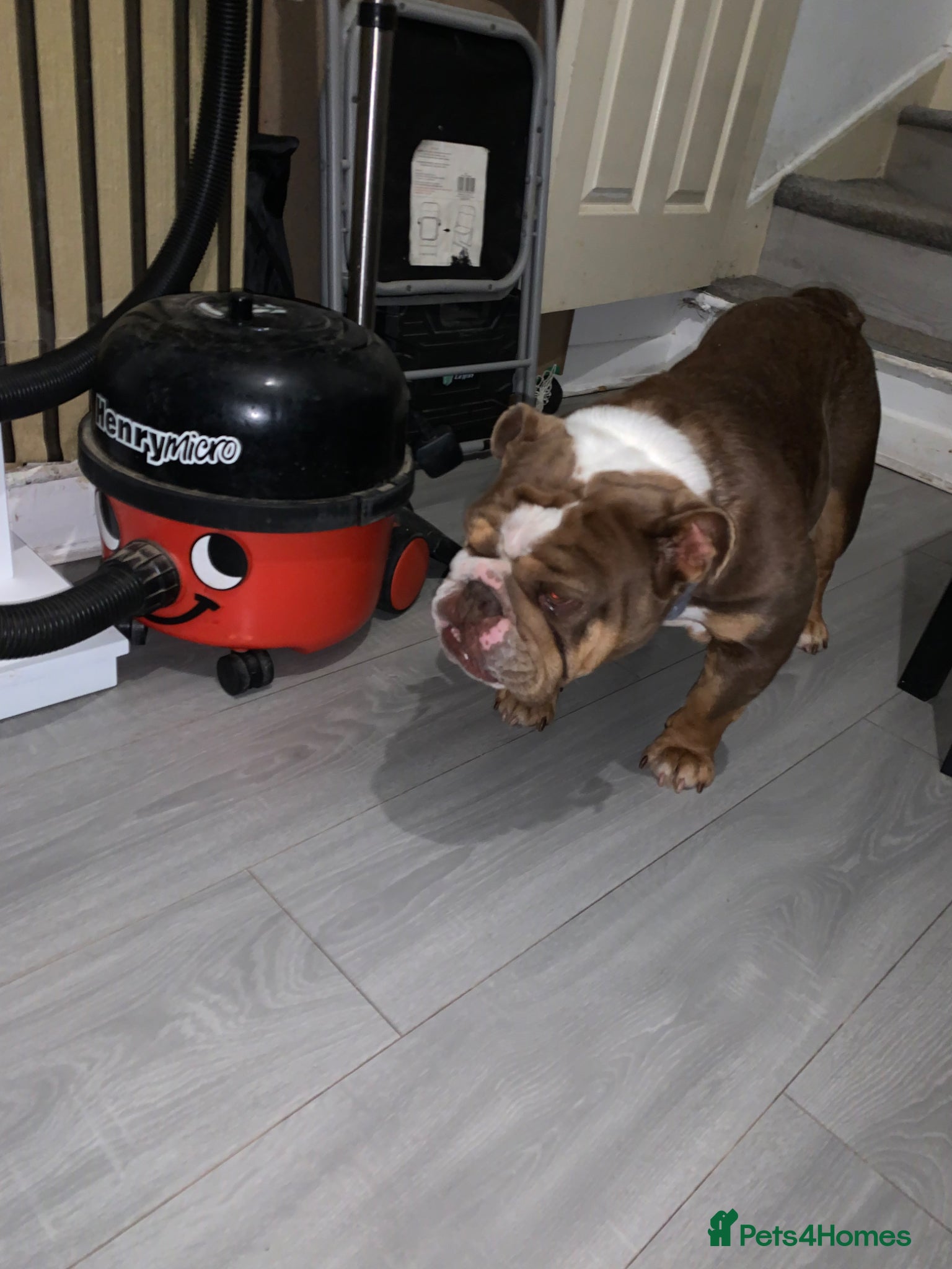 English Bulldog dogs Kc Adult Female English bulldog  - Advert 15