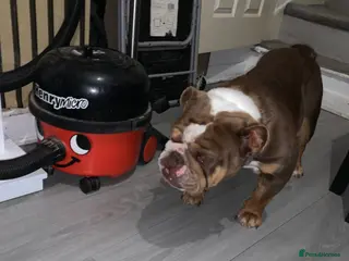 English Bulldog dogs Kc Adult Female English bulldog - Advert 15