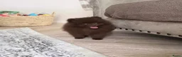 Pomeranian dogs for sale: CHAMPION LINES KC POMERANIAN PUPPIES  - Advert 3