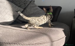 Bengal cats for sale: Stunning full pedigree bengal kittens  - Image 17