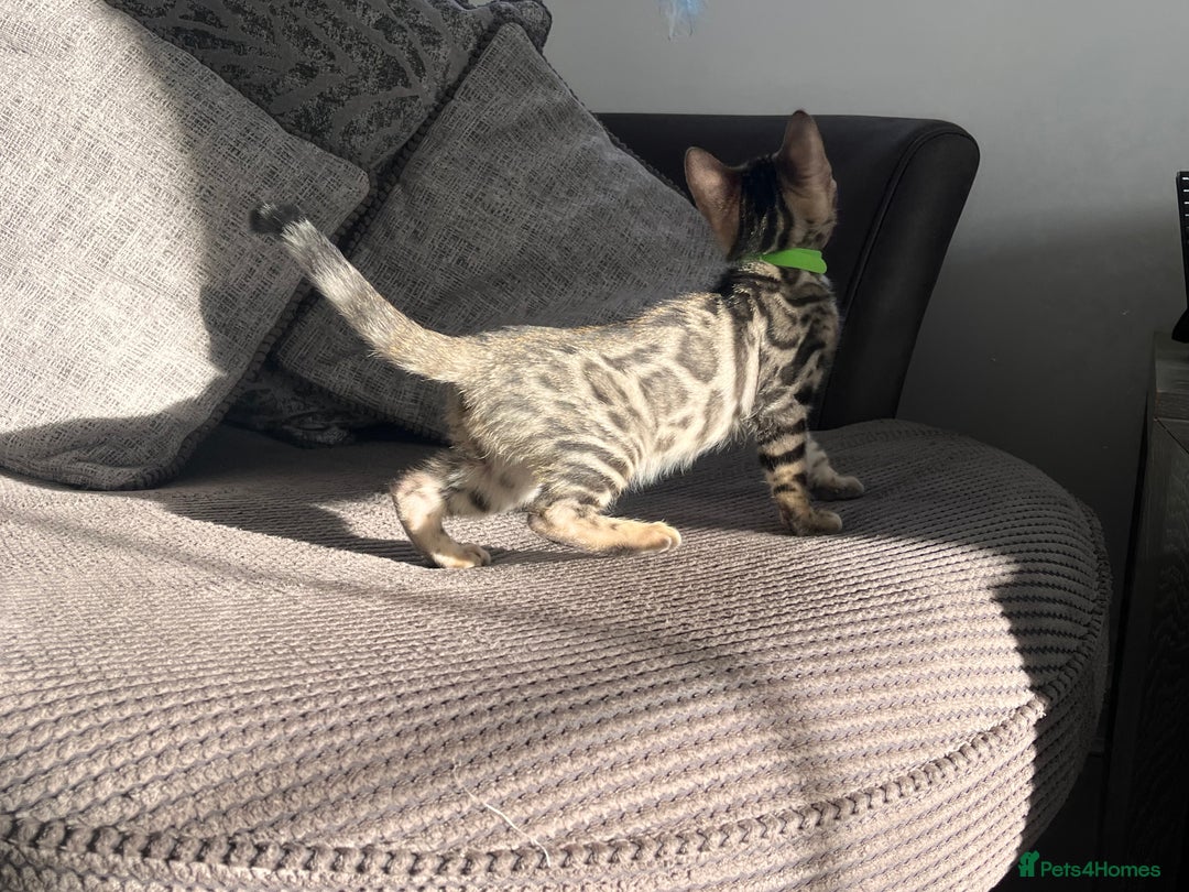 Bengal cats for sale: Stunning full pedigree bengal kittens  - Image 17