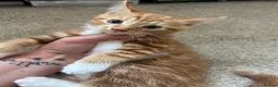 Domestic Shorthair cats for sale: Two stunning ginger kittens for sale.  in Basingstoke - Advert 17