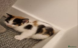 Mixed Breed cats for sale: 2 female kittens - Image 3