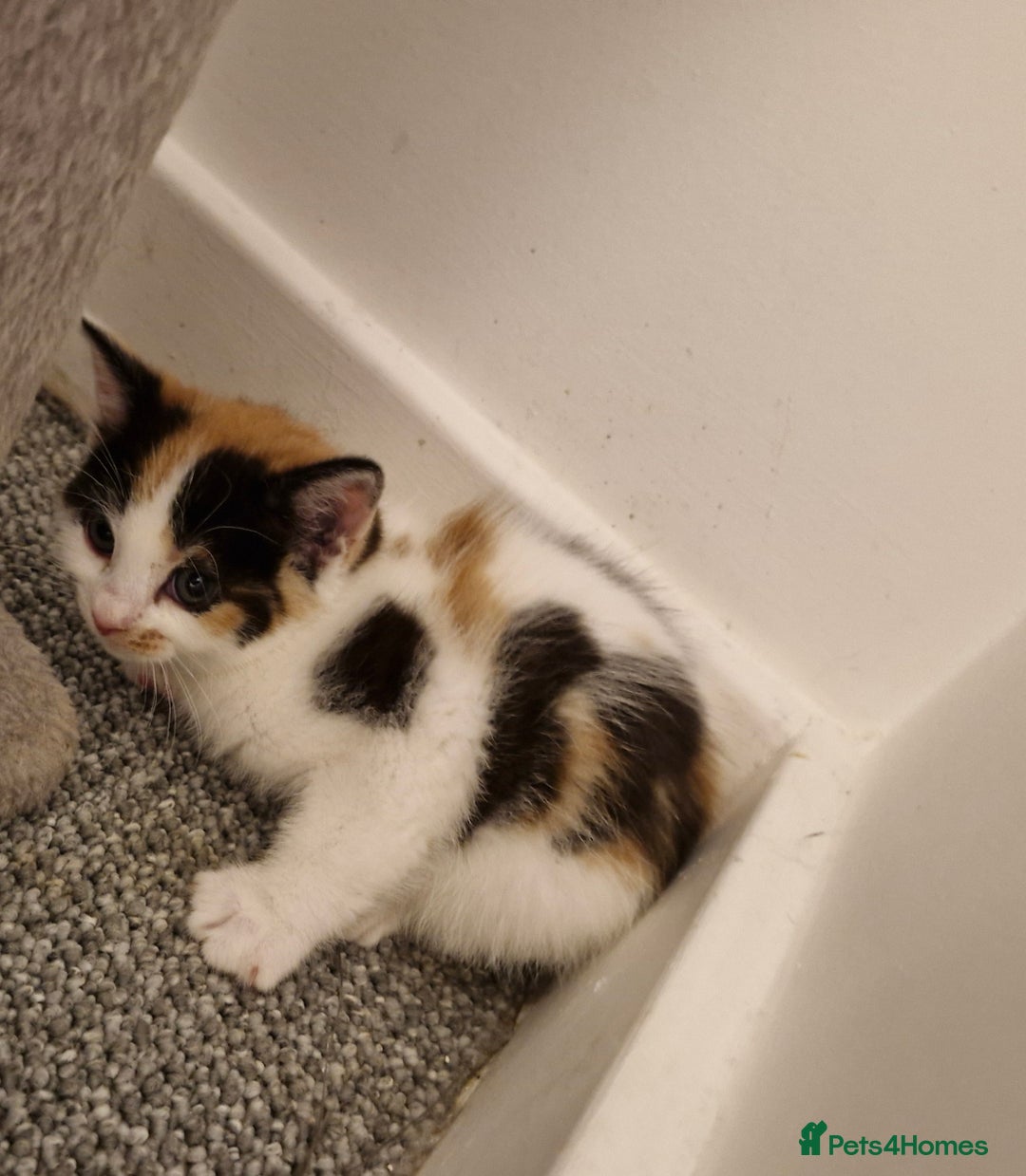 Mixed Breed cats for sale: 2 female kittens - Image 3