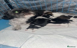 Shih Tzu dogs for sale: Shih tzu  - Image 1