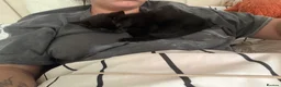 Mixed Breed cats for sale: Beautiful male kitten - Advert 4