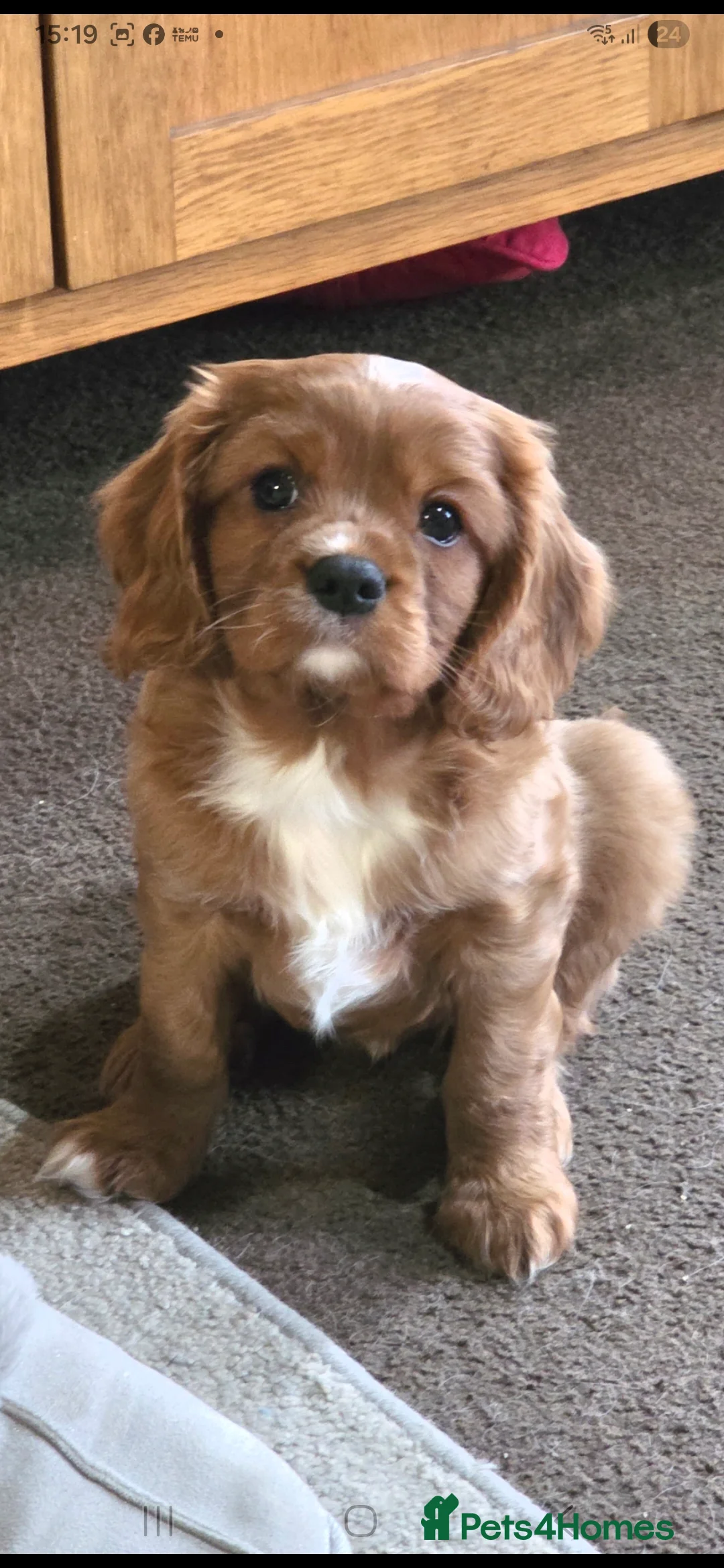 Cavalier King Charles Spaniel dogs for sale: Beautiful Cavalier king charles spaniel - Advert 1