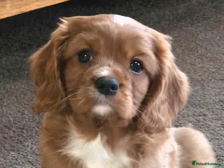 Cavalier King Charles Spaniel dogs Beautiful Cavalier king charles spaniel - Advert 1