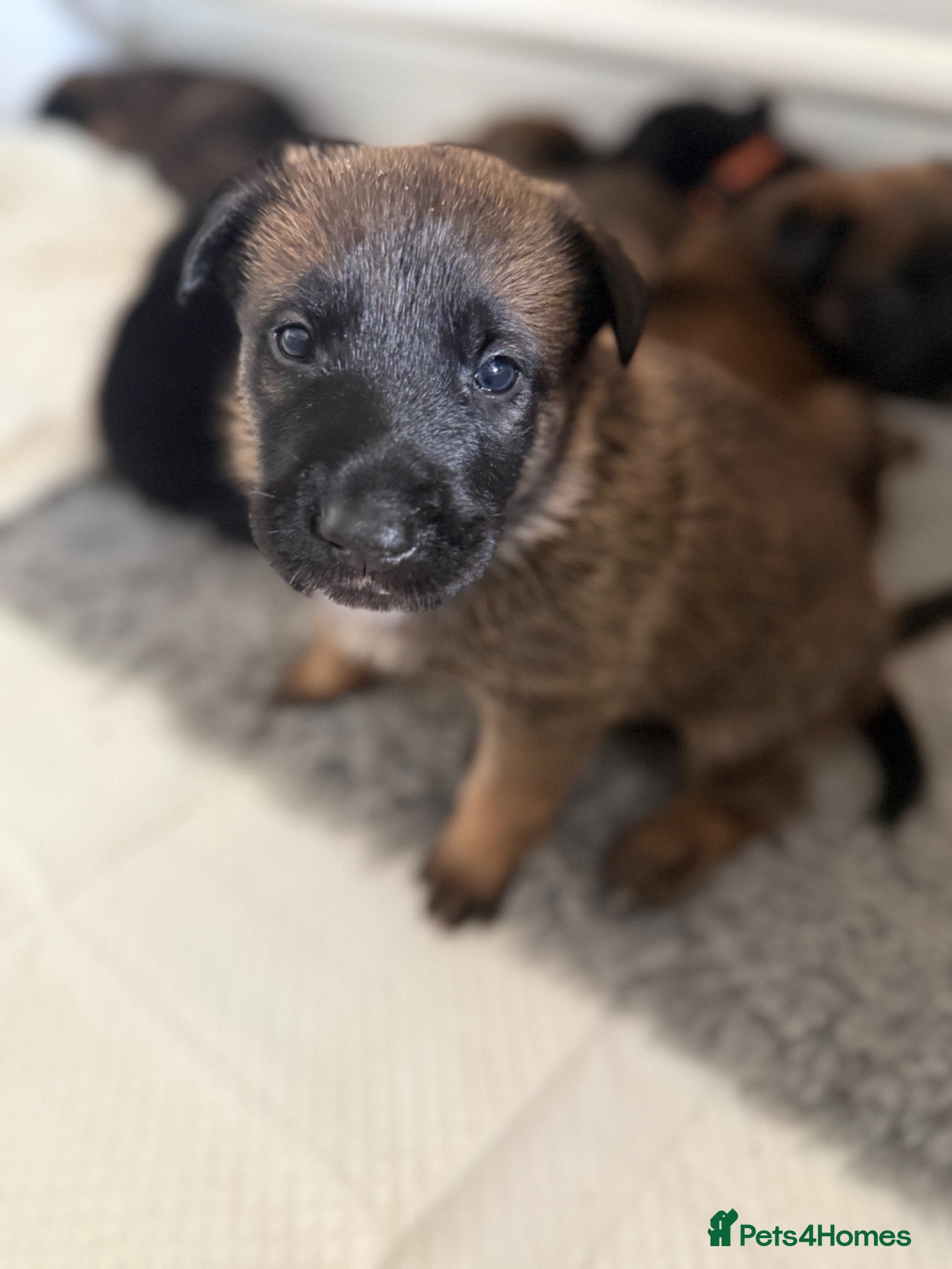 Belgian Shepherd Dog dogs 🔥 BELGIAN MALINIOS PUPPIES FOR SALE 🔥  - Advert 17