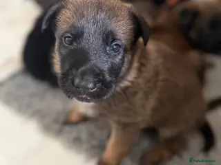 Belgian Shepherd Dog dogs 🔥 BELGIAN MALINIOS PUPPIES FOR SALE 🔥 - Advert 1