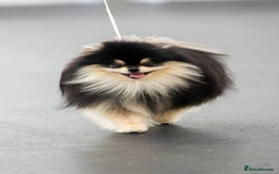 Pomeranian dogs for sale: Pomeranian champions  - Image 6