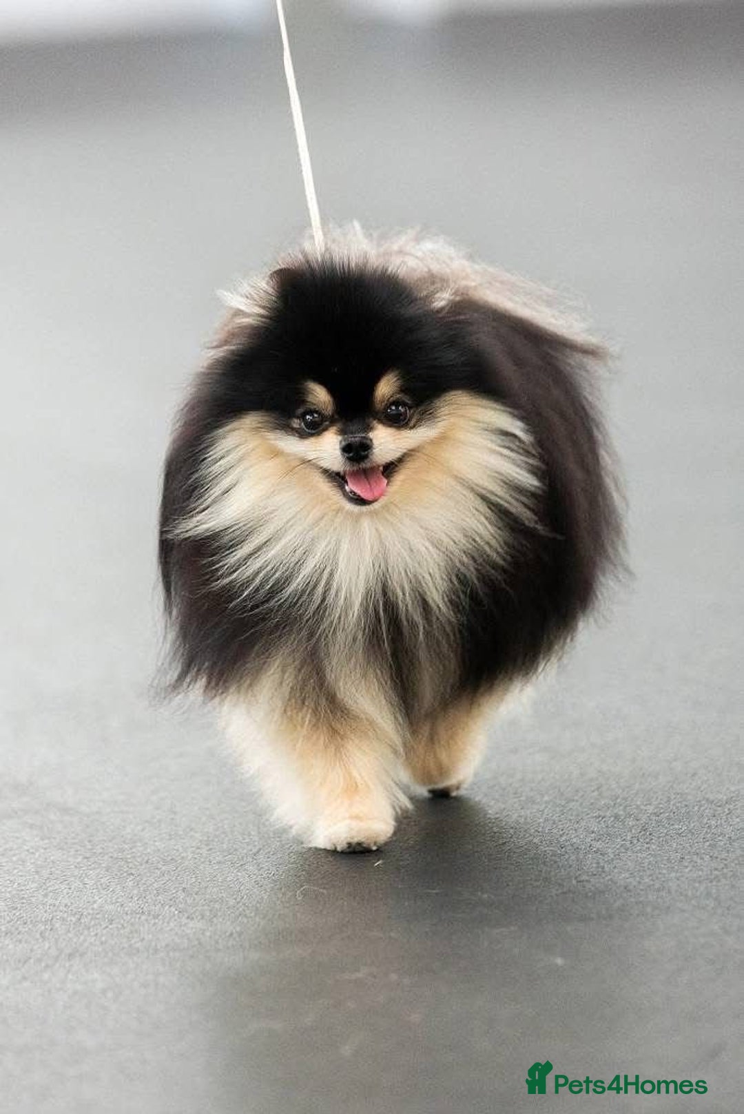 Pomeranian dogs for sale: Pomeranian champions  - Image 6