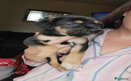 Mixed Breed dogs for sale: Puppies  - Image 4