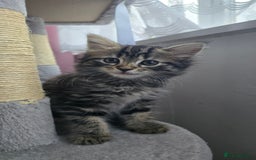 Mixed Breed cats for sale: 5 Kittens for sale - Image 4