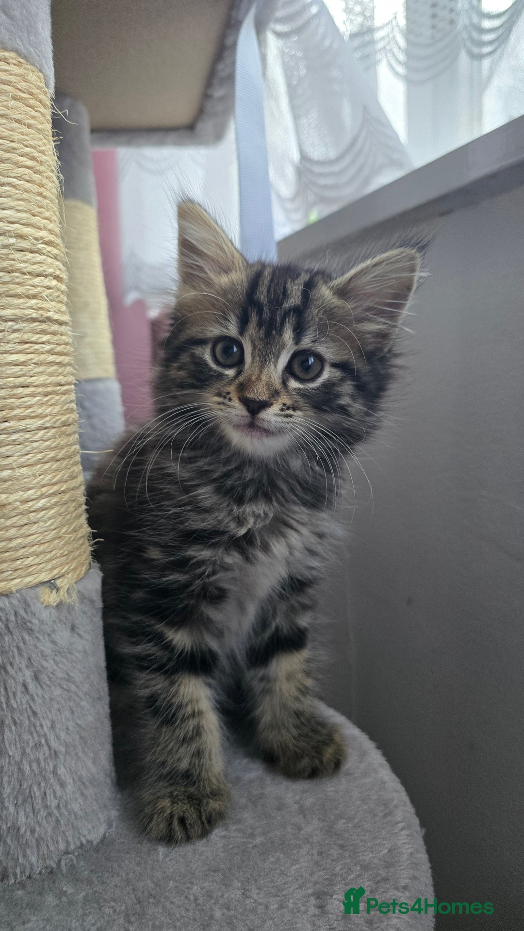 Mixed Breed cats for sale: 5 Kittens for sale - Image 4