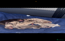 Dachshund dogs for stud:  STUD 💙Miniature dachshund Isabelle long hair - Advert 7