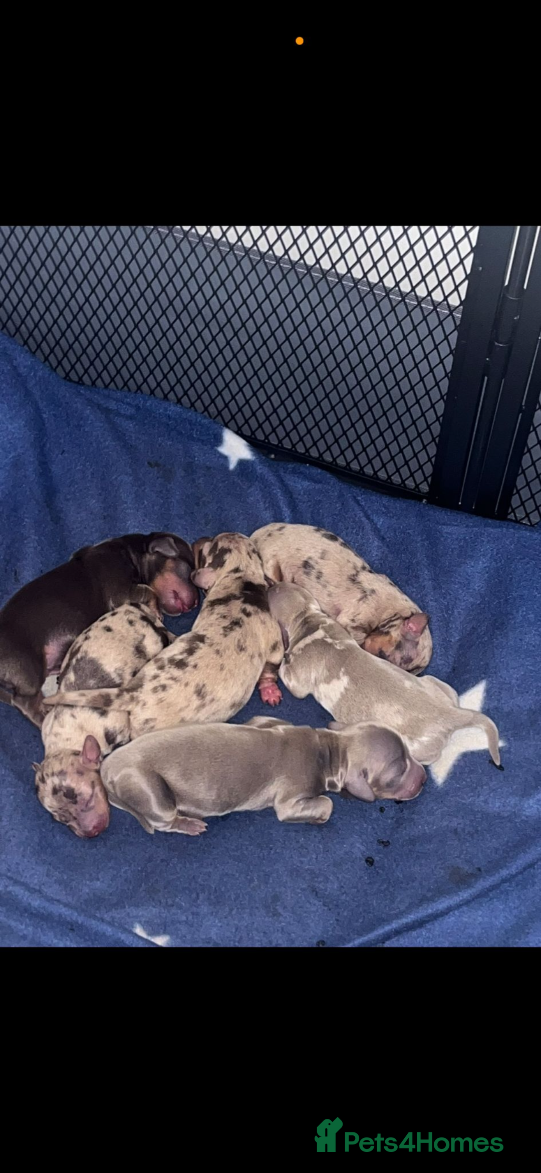 Dachshund dogs for stud:  STUD 💙Miniature dachshund Isabelle long hair - Advert 7