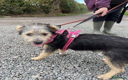 Mixed Breed dogs for adoption: Missy – LITTLE body, BIG personality - Image 1