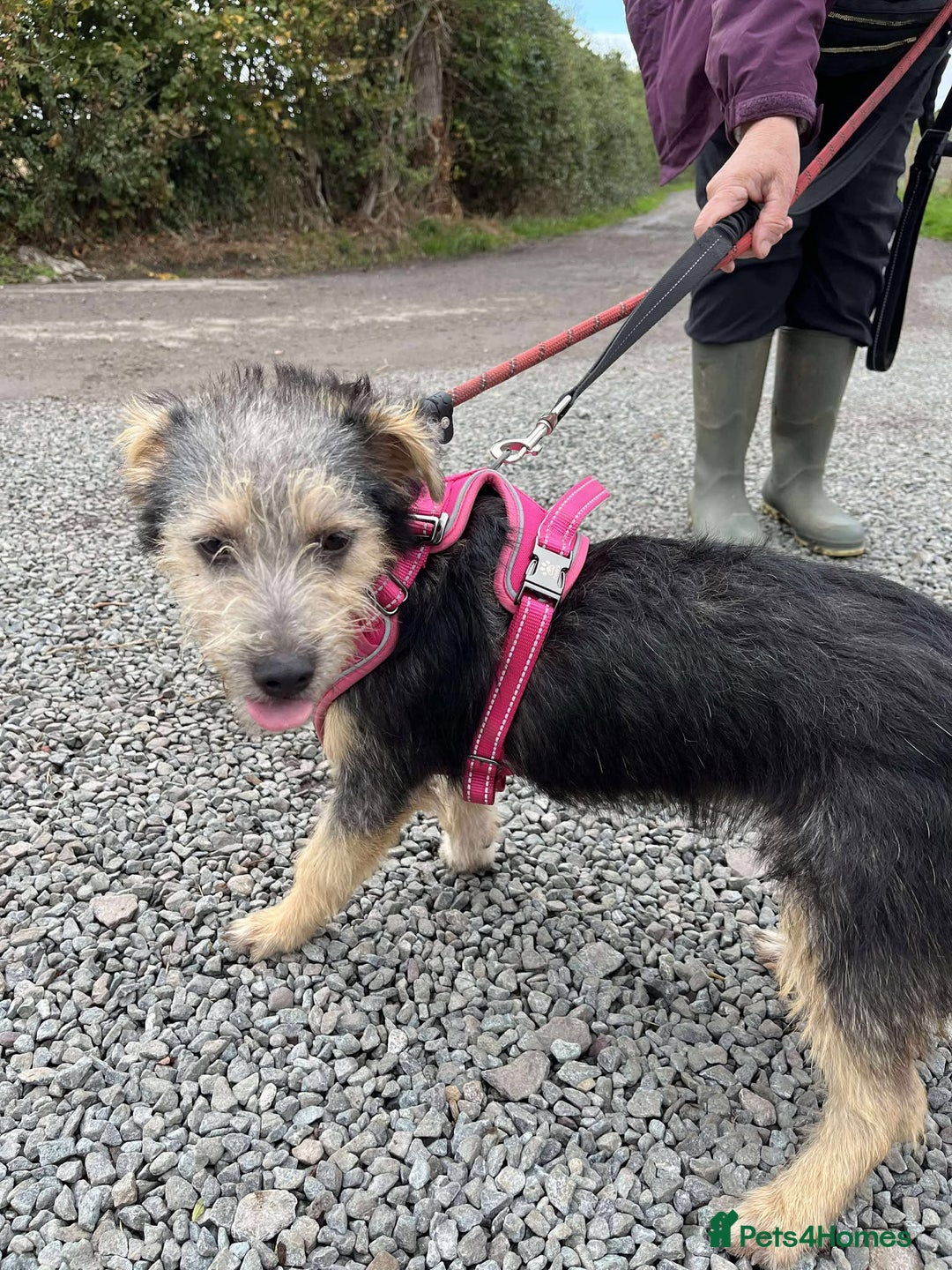Mixed Breed dogs for adoption: Missy – LITTLE body, BIG personality - Image 1