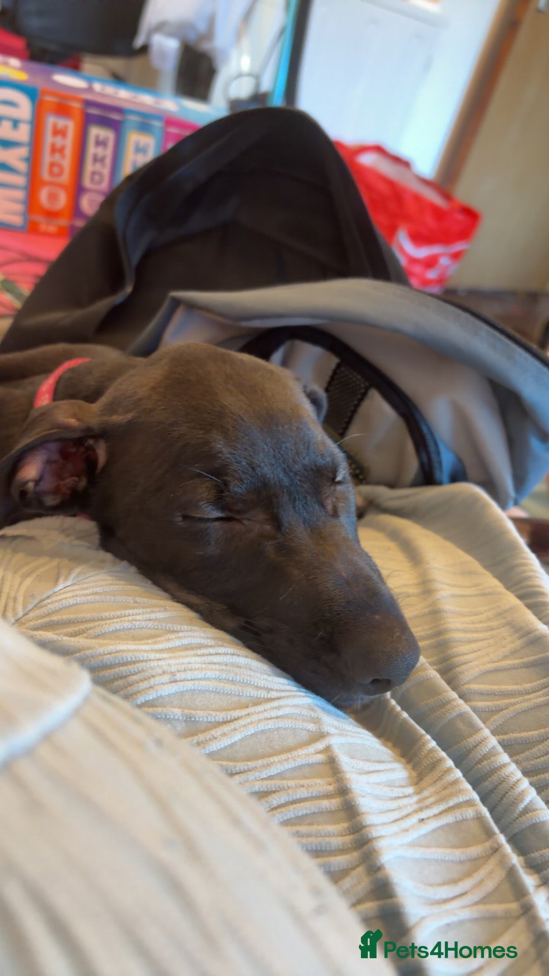 Mixed Breed dogs Lurcher puppy - Advert 18