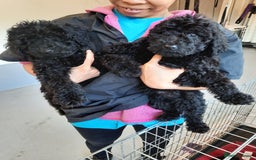Standard Poodle dogs for stud: Standard Poodle Stud in March - Image 2