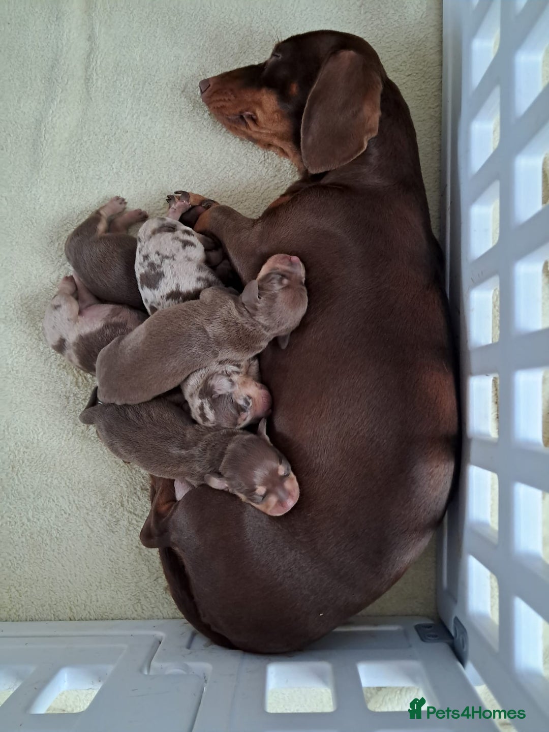 Dachshund dogs for sale: 4 absolutely gorgeous dachshund girls  - Advert 12