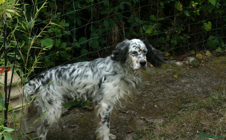 English Setter dogs - Advert 11