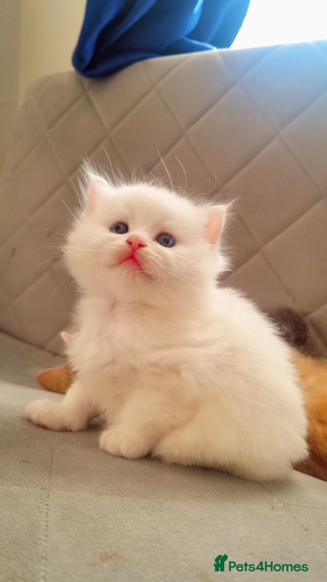 British Longhair cats Kitten&British long hair and persian - Advert 18