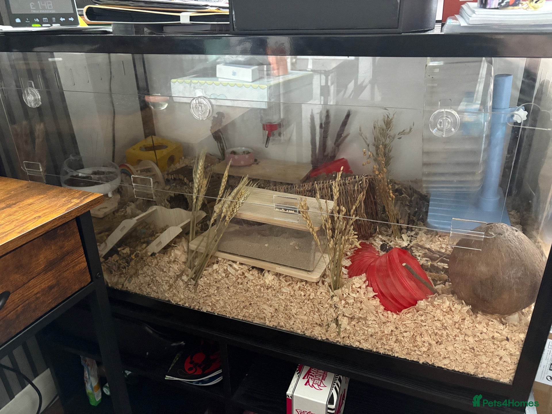 Hamster rodents Syrian hamster, cage and accessories  - Advert 1
