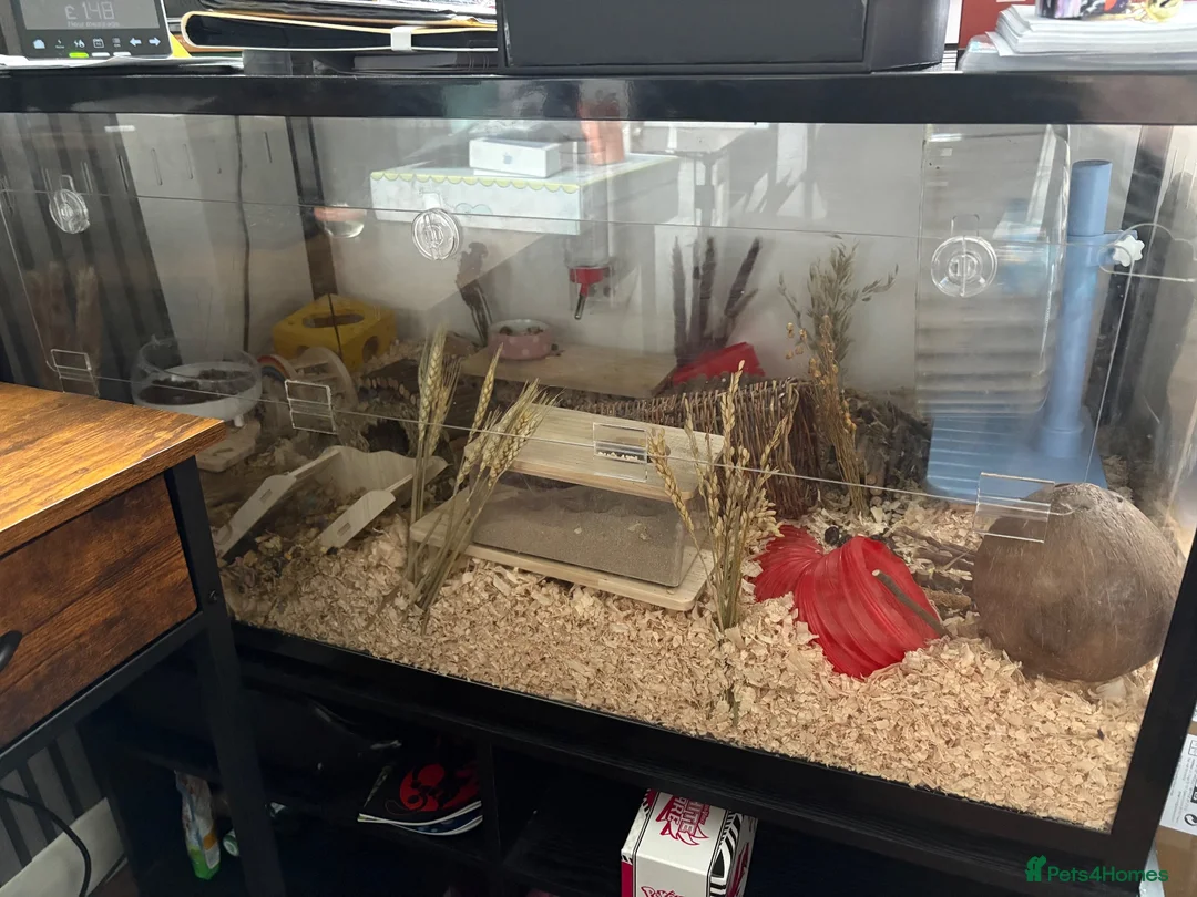 Hamster rodents for sale: Syrian hamster, cage and accessories  in Sale - Advert 1