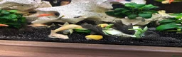 Shrimps fish for sale: Blue dream shrimp cherry and yellow  in Peterborough - Advert 8