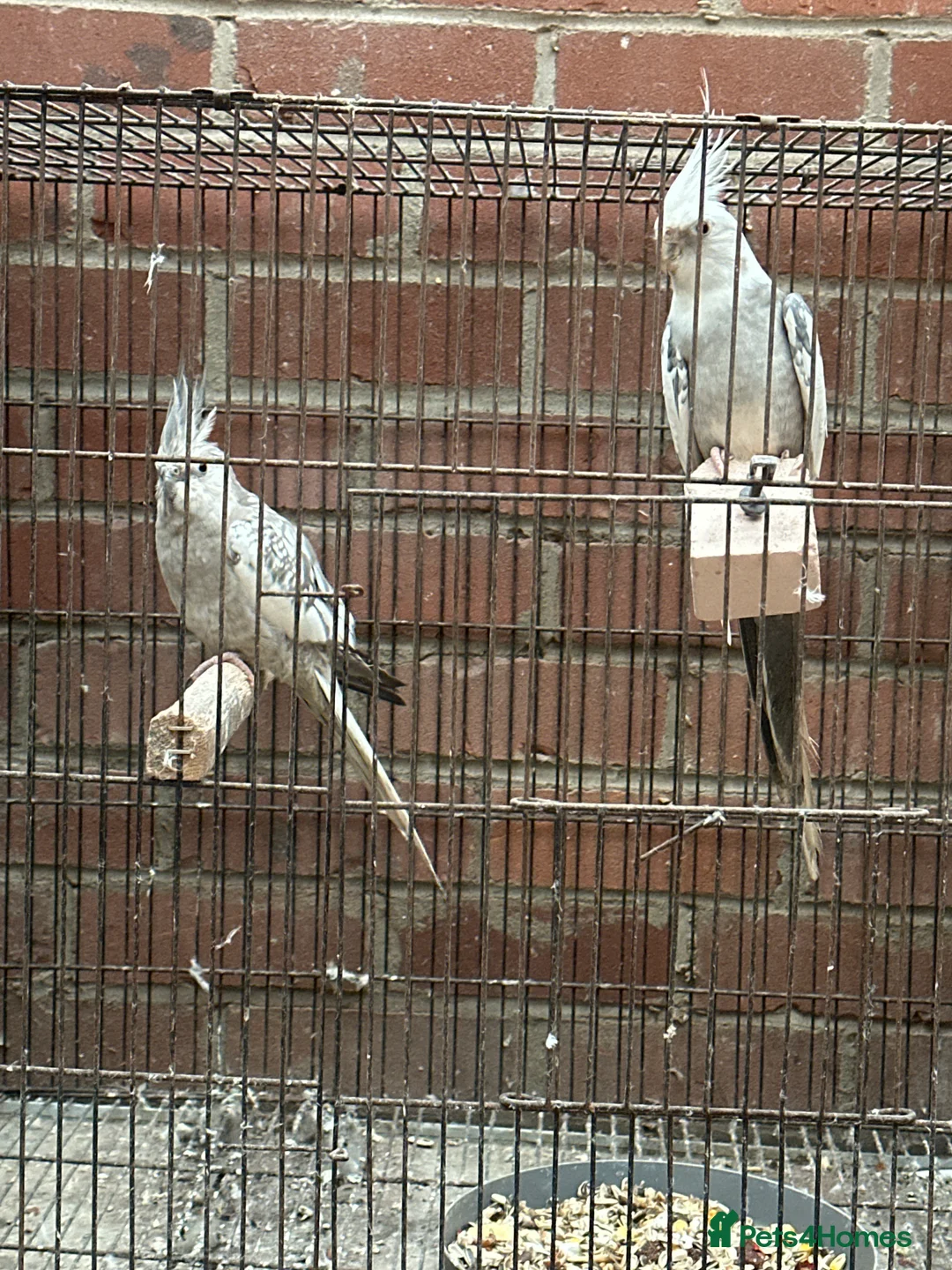 Cockatoo birds for sale: Proven breeding pair of Cocktail - Advert 2