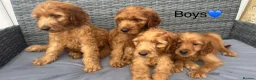 Goldendoodle dogs for sale: 🐾7 beautiful goldendoodles ready now🐾 - Advert 2