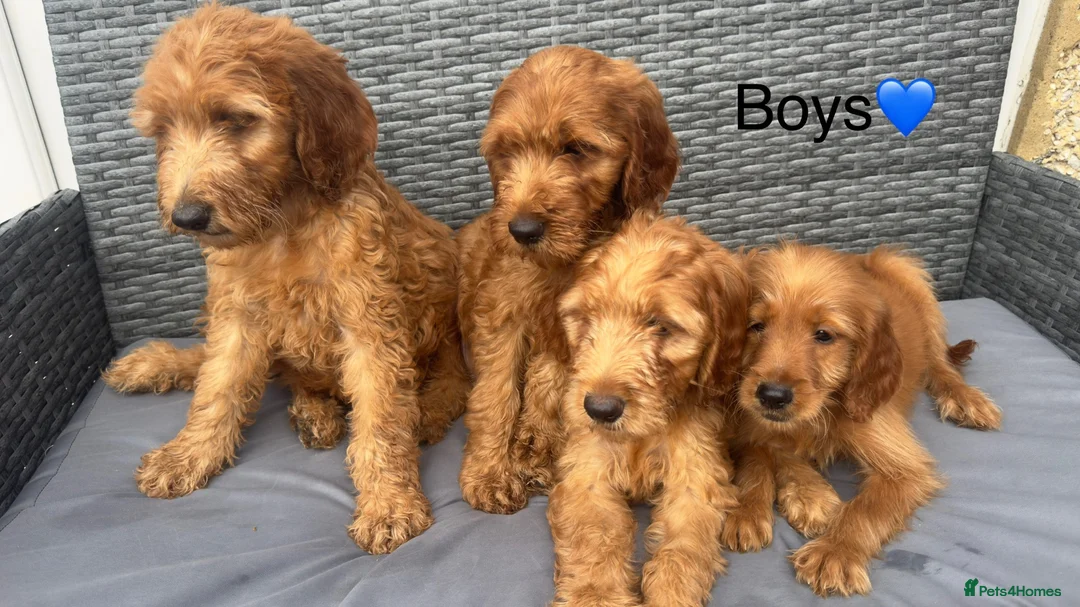 Goldendoodle dogs for sale: 🐾7 beautiful goldendoodles ready now🐾 - Advert 2