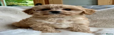 Cavapoo 1