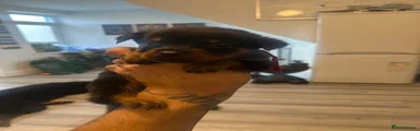 Rottweiler 5
