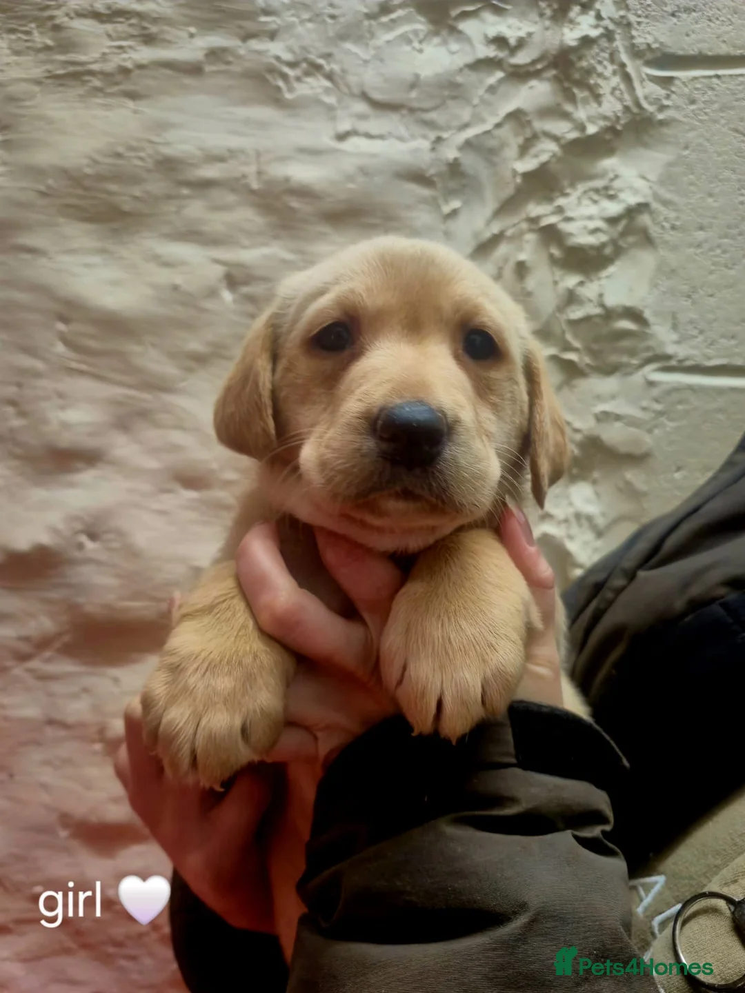 Labrador Retriever dogs for sale: Working Yellow And Red Labrador puppy’s! - Advert 5