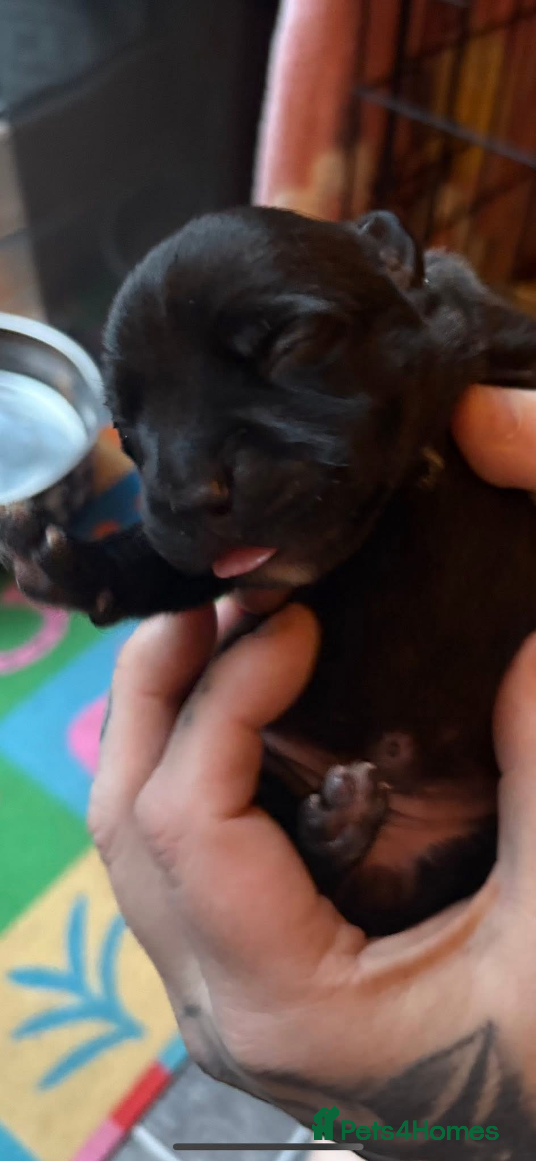 Staffordshire Bull Terrier dogs for sale: Black staffy girl  - Advert 2