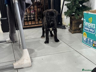 Mixed Breed dogs American Staff x Bullmastiff Pups - Advert 12