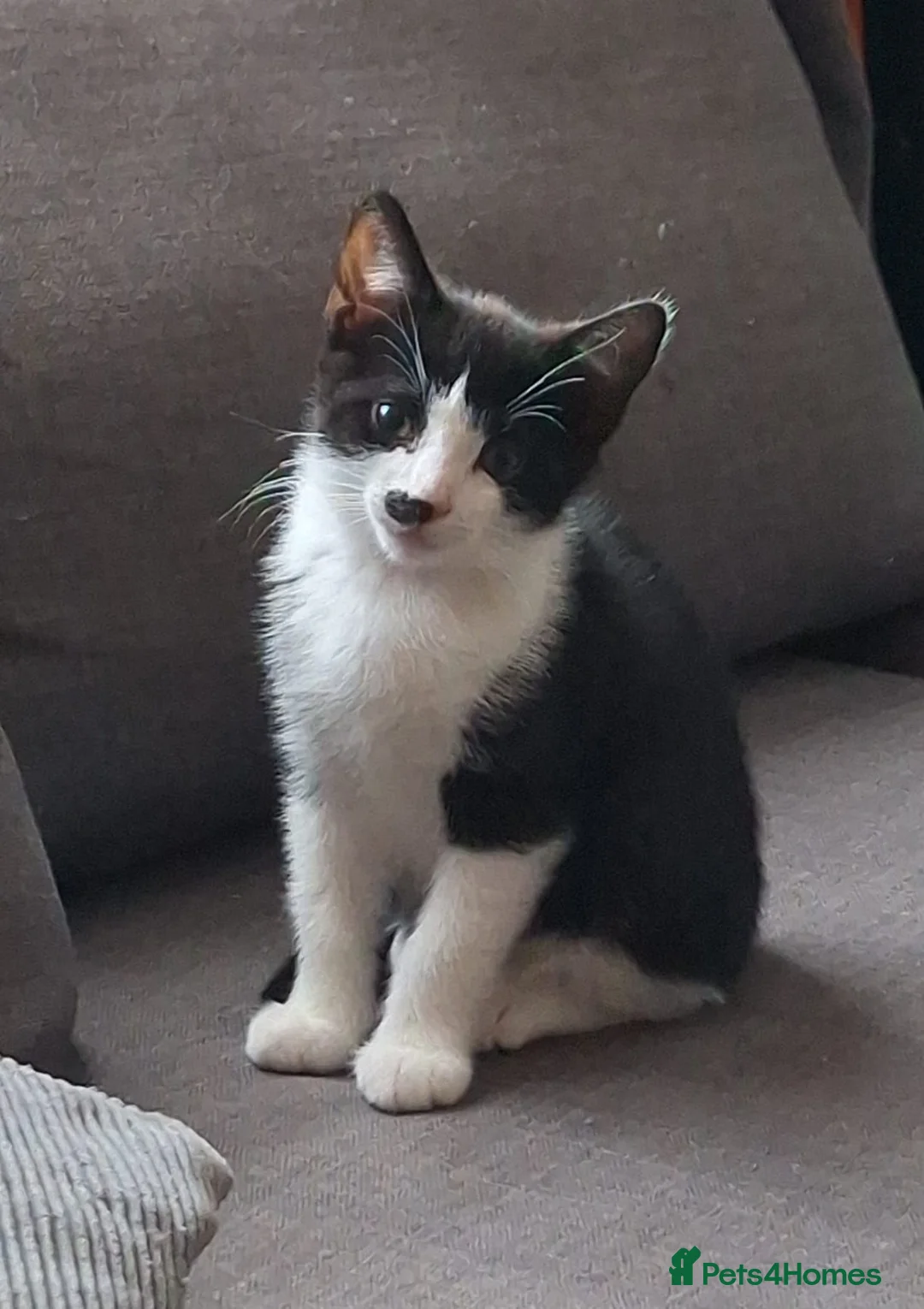 Mixed Breed cats for sale: 3 beautiful 11 week old kittens  - Advert 2