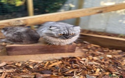 British Shorthair cats for sale: Beautiful choc and caramel (REDUCED) - Image 8