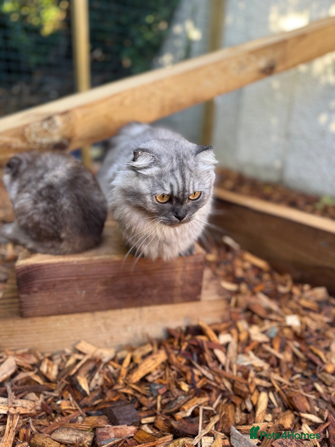 British Shorthair cats for sale: Beautiful choc and caramel (REDUCED) - Image 8