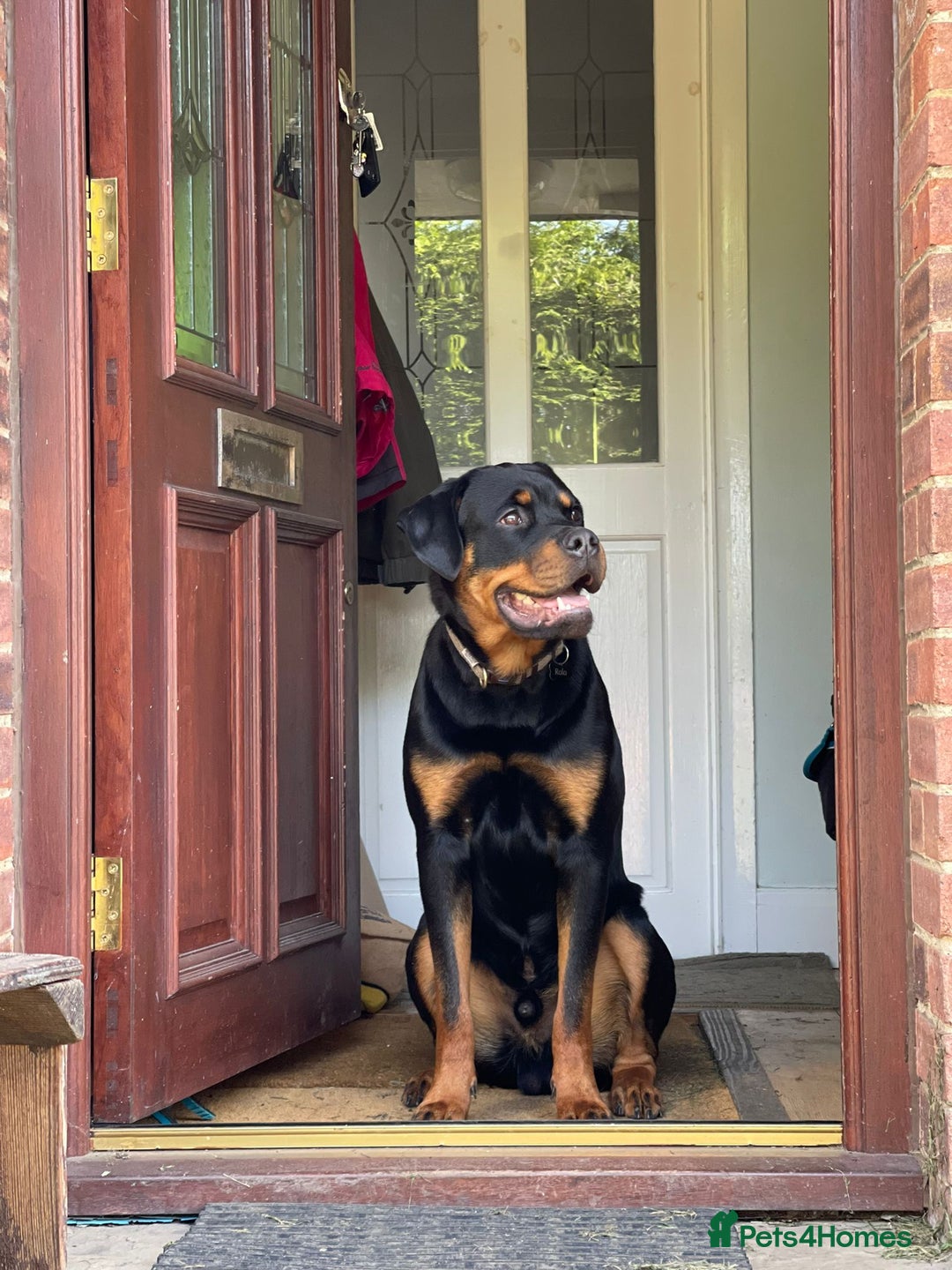 Rottweiler dogs for stud: Onex de Tierra Ibera now available for stud in Newark - Image 20