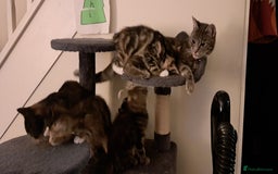 Mixed Breed cats for sale: Beautiful Calico Girl ready to leave now  - Image 5