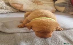 Labrador Retriever dogs for sale: ONLY 1 BOY LEFT Fox Red Labrador Retriever Puppies - Image 6