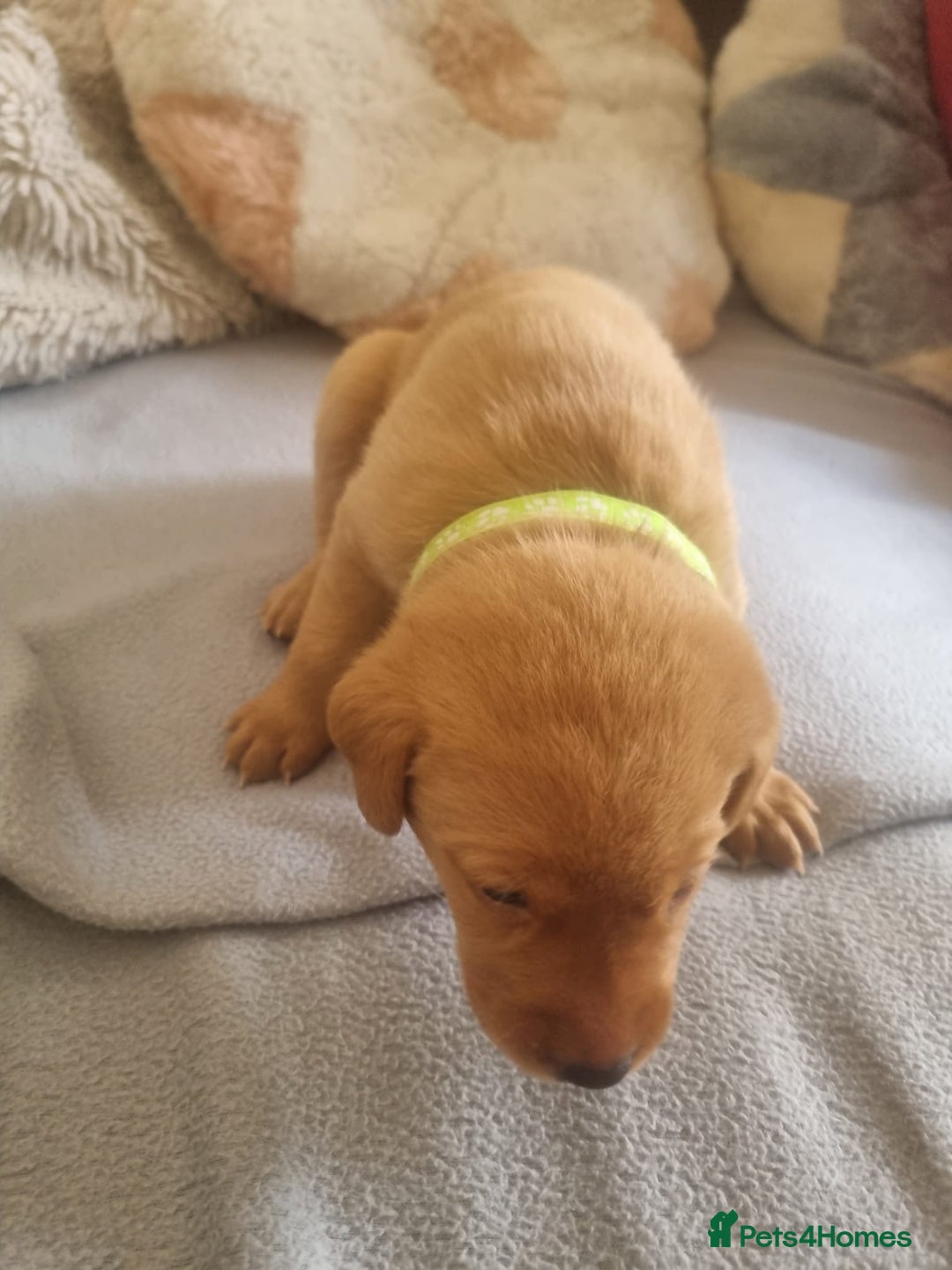 Labrador Retriever dogs for sale: ONLY 1 BOY LEFT Fox Red Labrador Retriever Puppies - Image 6